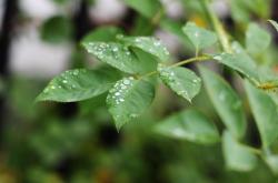 谷雨时节,春雨滋润,万物生长