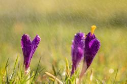 谷雨时节,了解中国二十四节气之一的谷雨及其文化意义