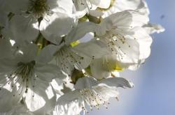 谷雨时节,春末夏初的农耕序曲,探索中国二十四节气之一的谷雨