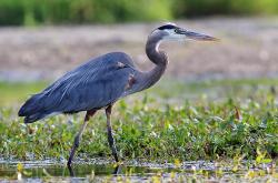 探索动物王国，动物百科的英文表达