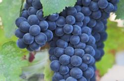 探索水果王国，关于水果的小知识