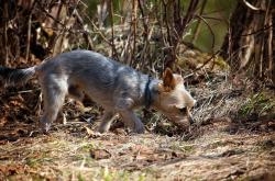 动物王国的奥秘，探索动物知识百科全书