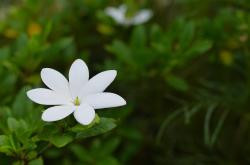 谷雨时节，春末夏初的自然序曲