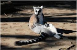 动物百科知识大全上册，揭秘自然界的奇妙生灵