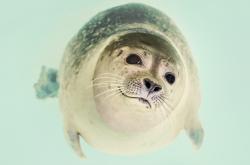 美国生活的幽默百科全书，揭秘那些让人捧腹的美国文化现象