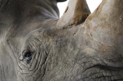 动物百科大全，探索生命的奥秘