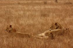 探索动物王国，小学生动物百科常识1000题
