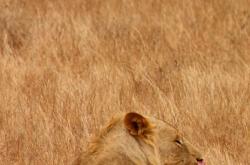 探索奇妙动物世界,小学生的动物百科视频指南