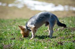 探索动物王国,动物知识大百科视频的奇妙之旅