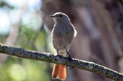 动物百科,探索自然界的奇妙生灵