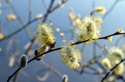 谷雨节气,春末的雨,滋润万物的甘霖