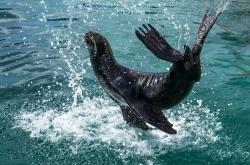 探索知识的海洋,少儿百科知识大全视频讲解的魅力与价值