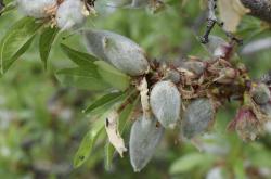 杏仁有什么作用和功效：揭秘这颗营养宝藏的惊人健康益处与正确食用方法