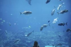 以军战机空袭黎巴嫩，背后的原因及影响