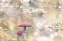 双子座女生的浪漫星座指南，灵魂伴侣的寻找与匹配秘密