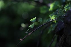 白露养生指南，润肺养阴，迎接秋意的智慧调养