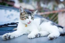 女子和流浪猫贴贴被咬伤眼部，关爱动物需知的安全常识