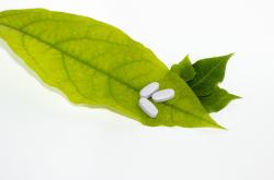 揭秘牛膝的神奇功效与全方位作用解析——养生保健的神奇之草