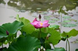 探秘三水荷花世界，花海中的生态奇观与绿色哲学