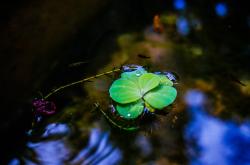 谷雨节气小知识手抄报，探索春天的最后一个节气