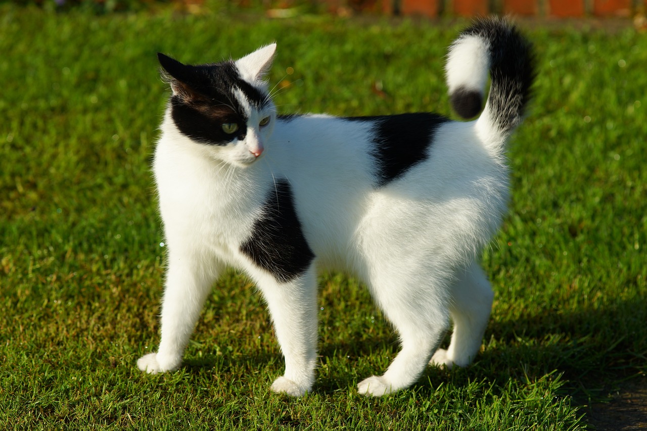 猫咪离世，女子服药轻生
