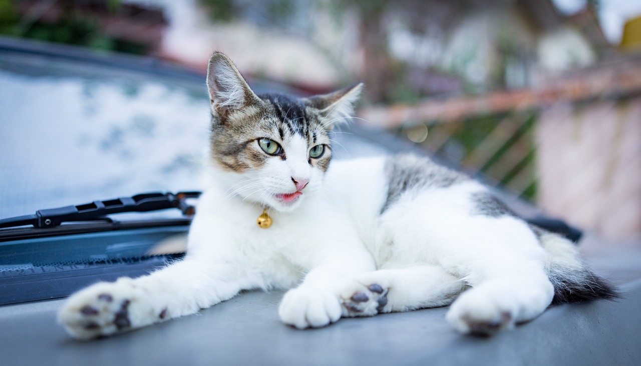 女子和流浪猫贴贴被咬伤眼部，关爱动物需知的安全常识