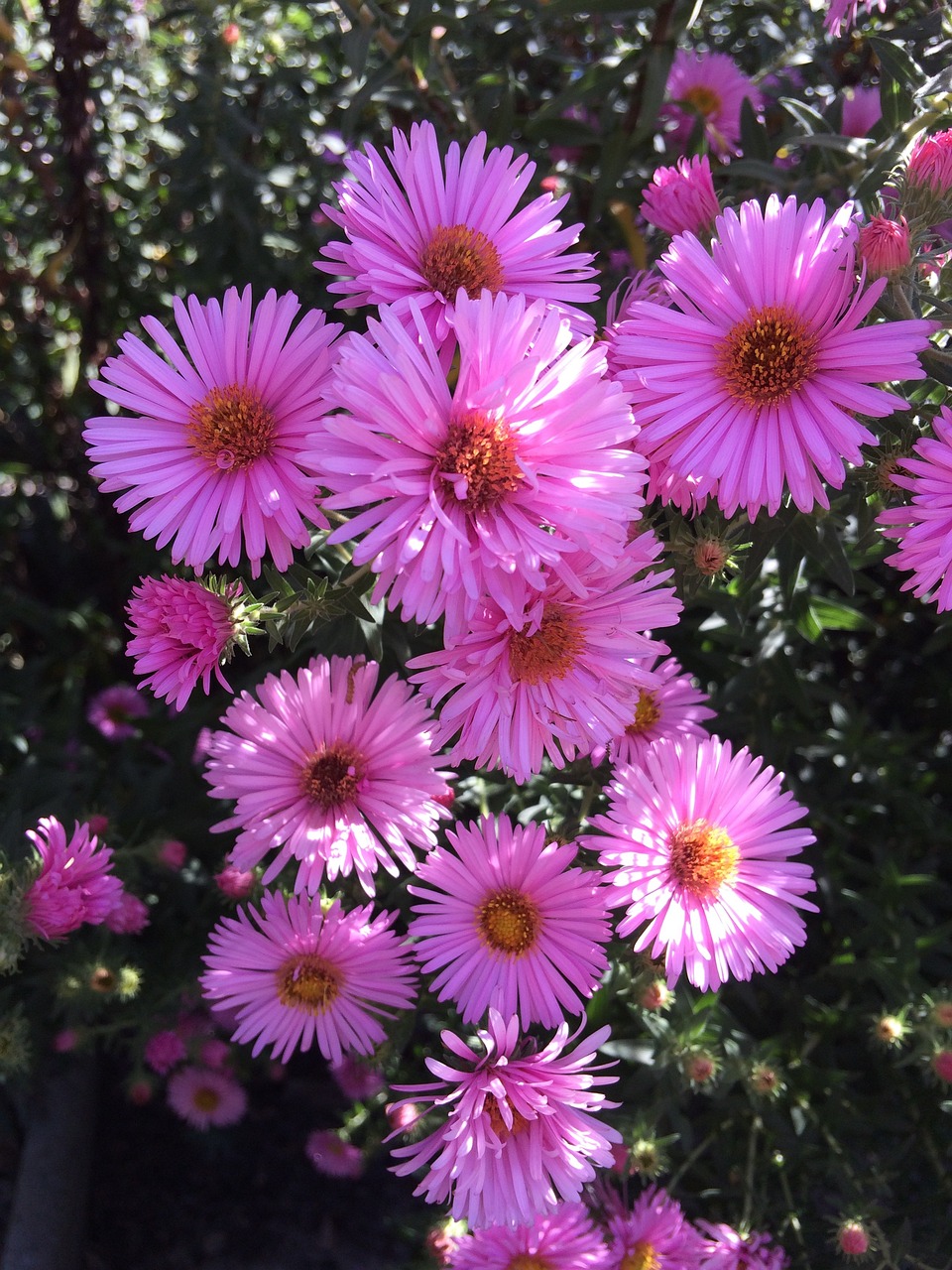 探秘桃花运，一场浪漫与命运的邂逅