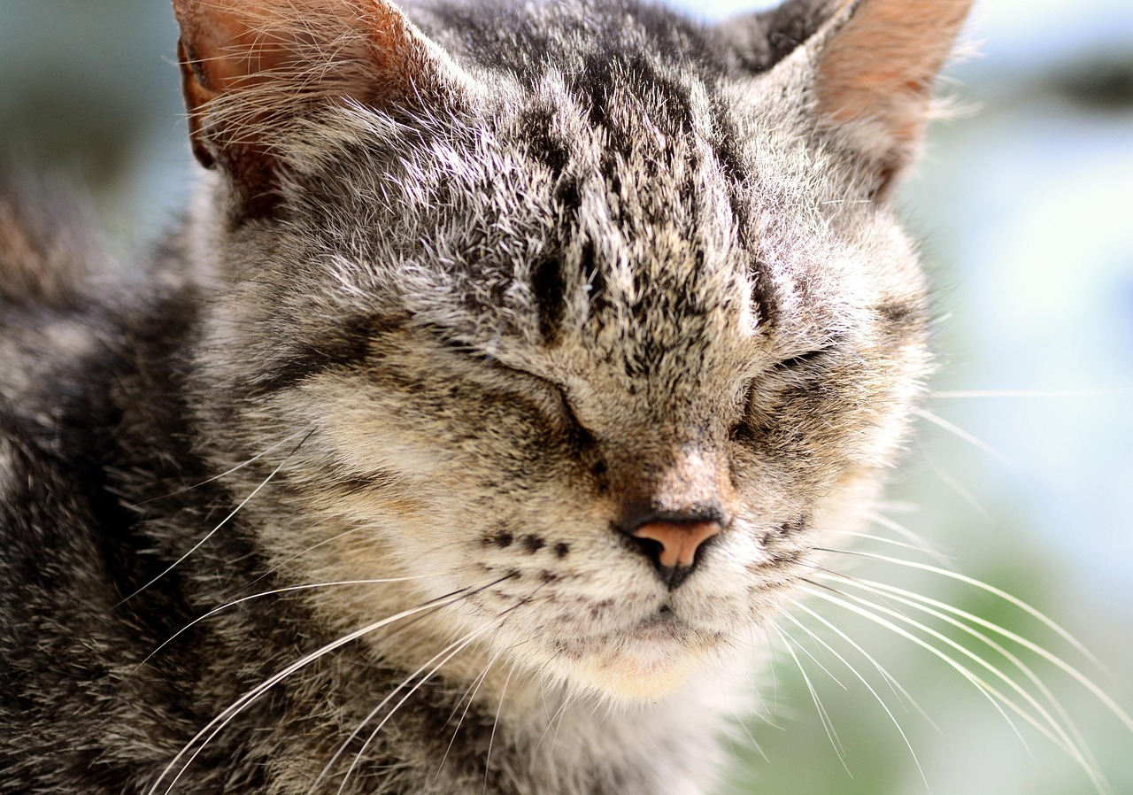 流浪猫危机，广东500余只猫被遗弃，生命在消逝