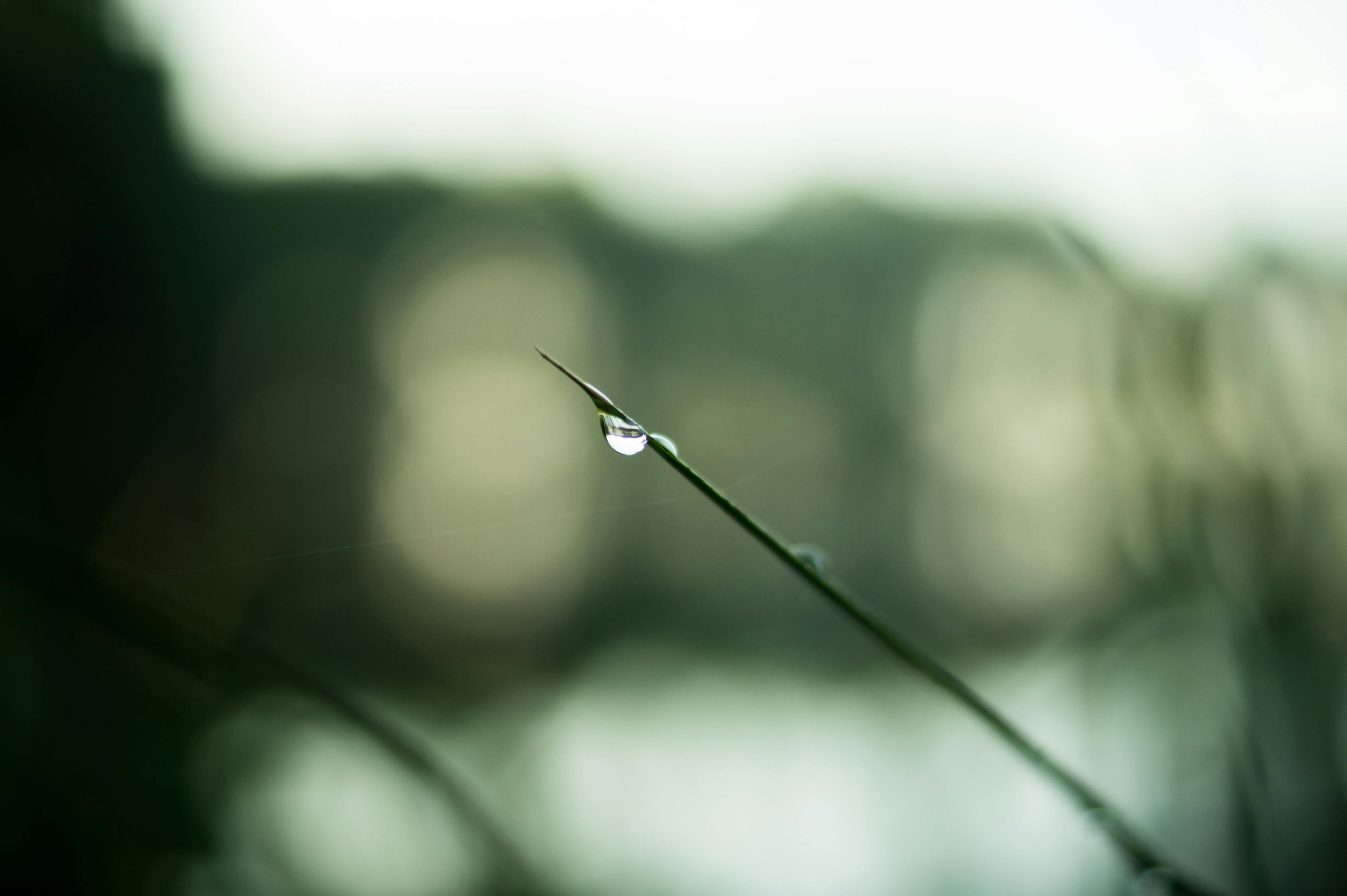 谷雨时节，春末的雨滴，滋润着大地的每一个角落