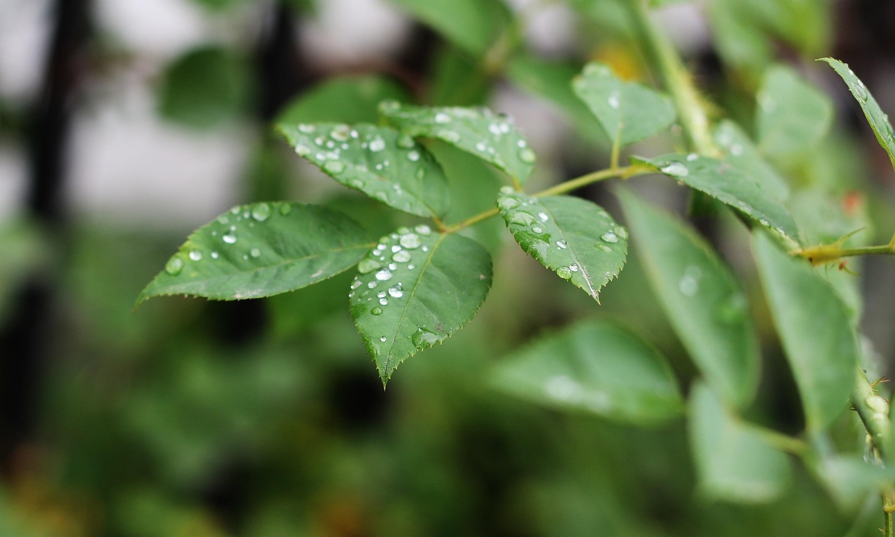 谷雨时节，春雨滋润，万物生长