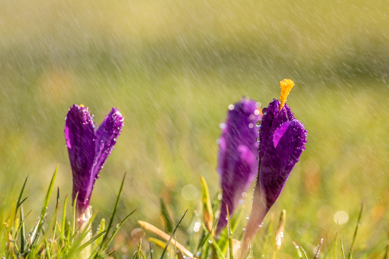 谷雨，春末的雨，夏初的梦